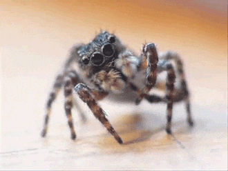 spider